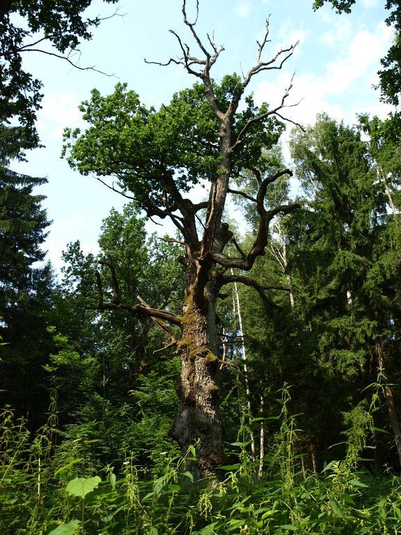 Kwiatowa Zagroda Białowieża Exteriér fotografie