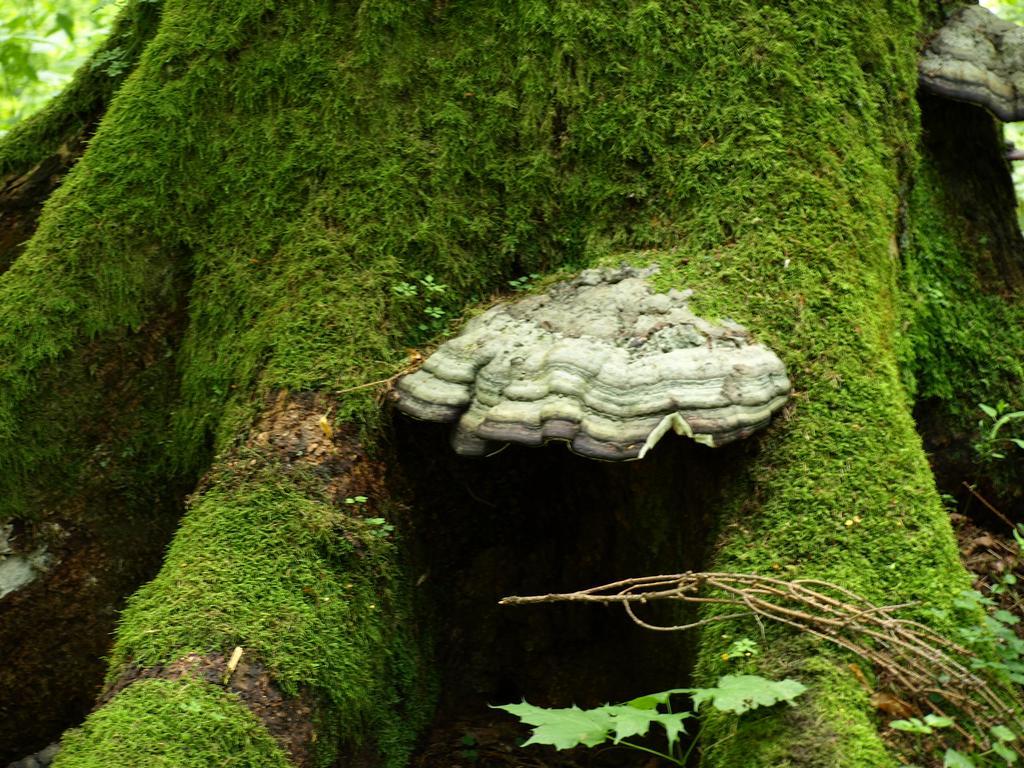 Kwiatowa Zagroda Białowieża Exteriér fotografie