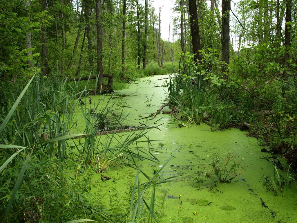 Kwiatowa Zagroda Białowieża Exteriér fotografie